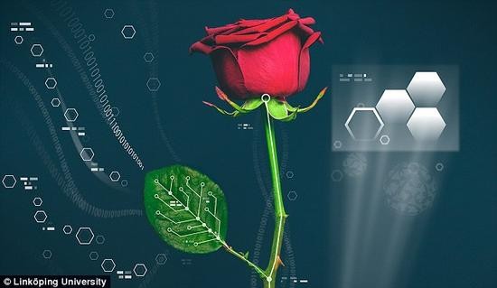 世界第一朵电子玫瑰