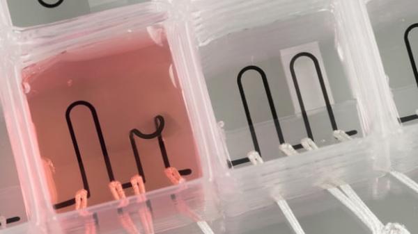 哈佛大学研究组开发3D打印心脏器官芯片