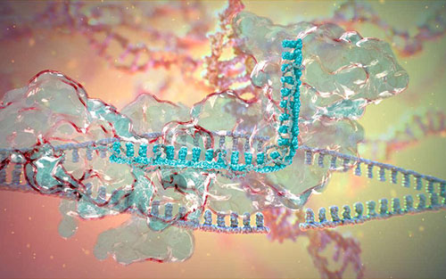 Science采用改進CRISPR技術(shù)發(fā)現(xiàn)近500個新的lncRNAs