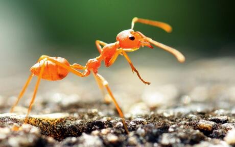 【前沿】研究称蚂蚁的定位导航能力或能启发机器人及自动车的设计
