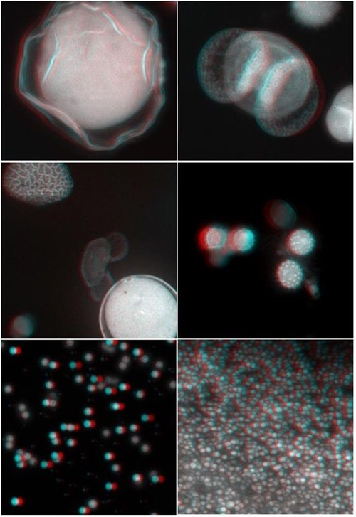 中科院成功研制双光子激发激光扫描实时立体显微镜