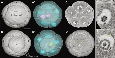 显微CT： “看见”6亿年前化石里的细胞核