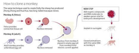 癌癥有望治愈？兩只克隆猴誕生