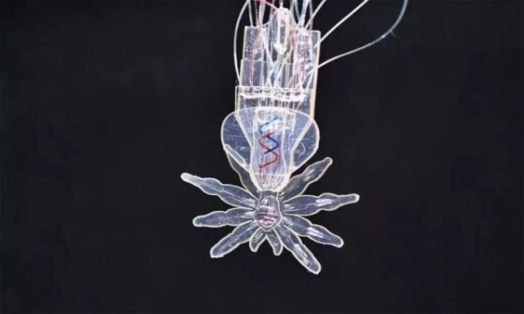 哈佛研发毫米级微型蜘蛛机器人：有望进入人体进行治疗