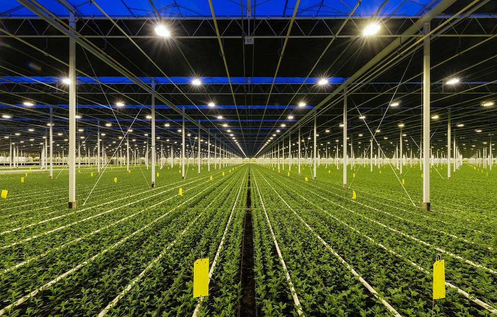 艾迈斯欧司朗推出新款白光LED，提供高效植物照明解�决方案