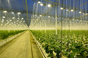 艾邁斯歐司朗發布蝠翼型光束LED 植物光照更均勻