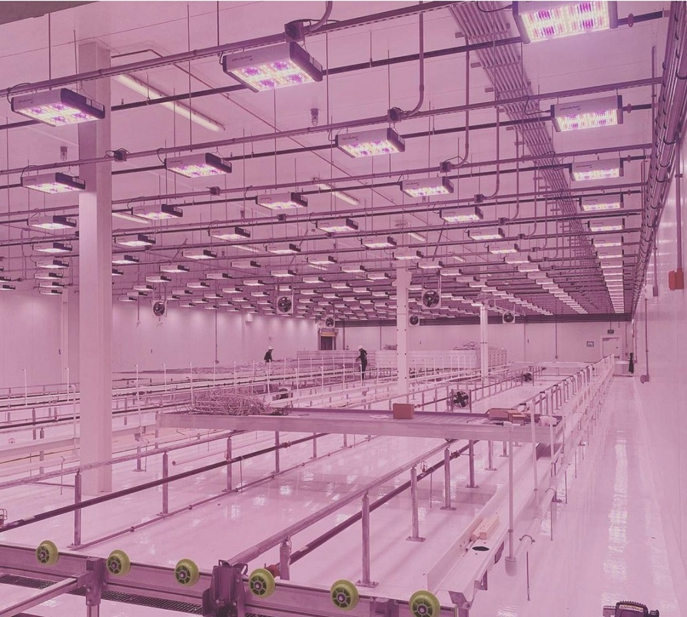 艾迈斯欧司朗OSLON植物照明先进技术,助力Revolution Microelectronics点亮未来农业
