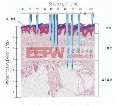 不同的波长可以到达皮肤组织的不同位置