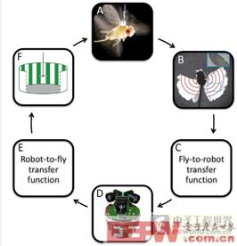 利用LabVIEW和CompactRIO設(shè)計(jì)研究飛蟲的機(jī)器人