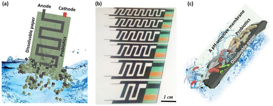 Transient probiotic-powered biobattery on a dissolvable paper substrat